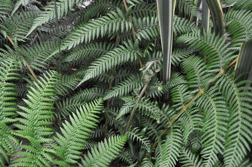 dicksonia713_ms