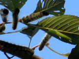 kemushi903