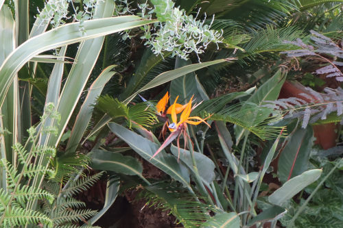 tropical1103bms