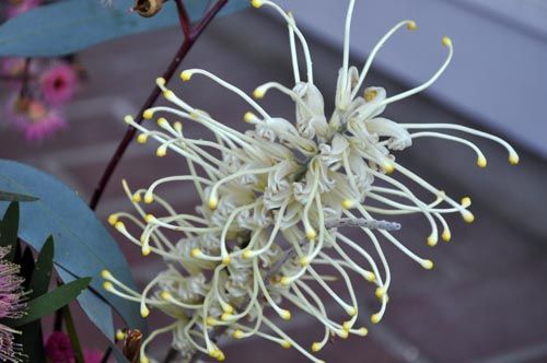 grevillea1210_ms