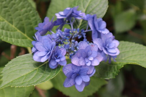 今朝の庭の紫陽花10種 : Alex's Garden Party♪
