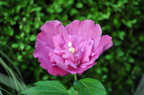 シャロン・ローズ（ムクゲ） : Alex's Garden Party♪