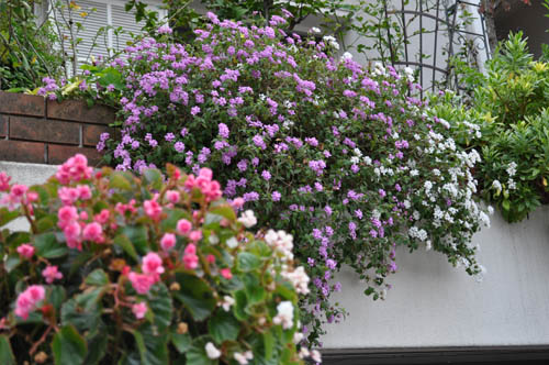 垂れ下がる花 Alex S Garden Party 垂れ下がる花 Alex S Garden Party
