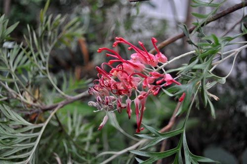 grevillea1019_ms