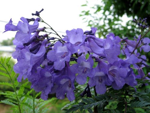 2007年総集編 熱帯花木 Alex S Garden Party