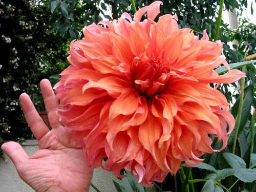 元気の出る花 Alex S Garden Party