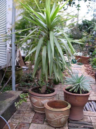 yucca326b