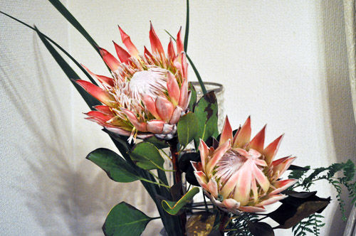 キングプロテア Alex S Garden Party