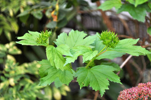 viburnum opulus1008_ms