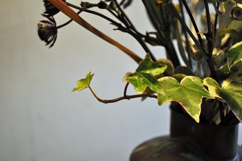 ivy309_ms
