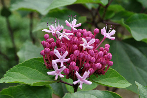 botankusagi712b_ms
