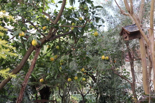 レモンの木のある庭 Alex S Garden Party