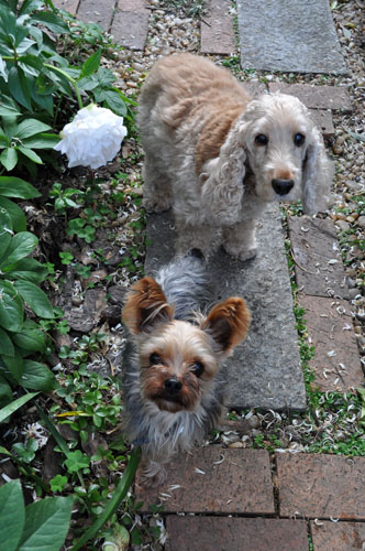 dogs528_ms