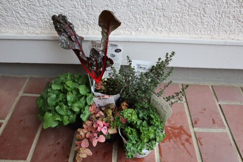 ハーブ寄せ植えms