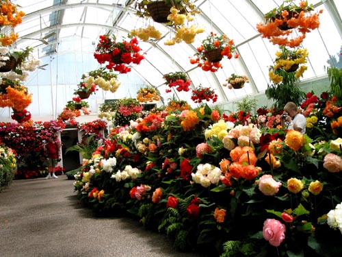 begonia1