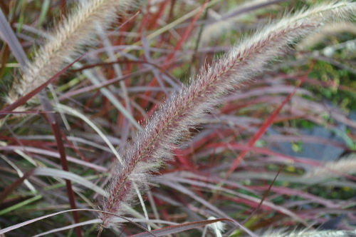 purpleho1009ms