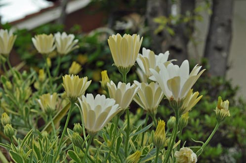 Osteospermum427a_ms