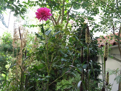 dahlia&grass1004a