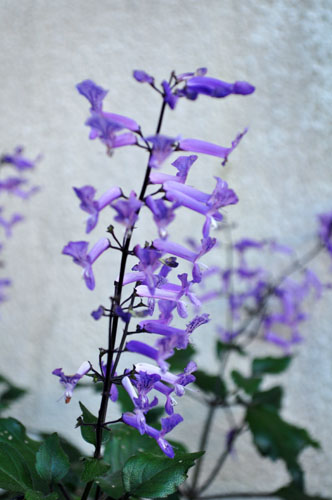 Plectranthus 'Mona Lavender'722_ms