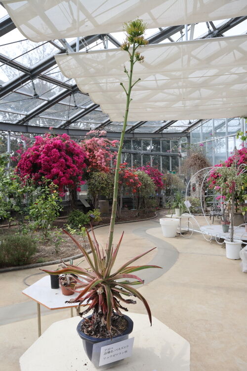 アガベ・ベネズエラ・・・The Best 100 Plants in Alex's Gar
