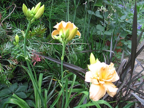 daylily628