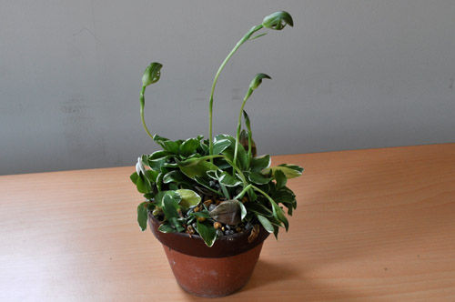 variegata323_ms