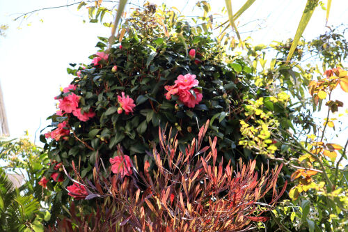 椿・・・The Best 100 Plants in Alex's Garden : Alex's Garden Party♪