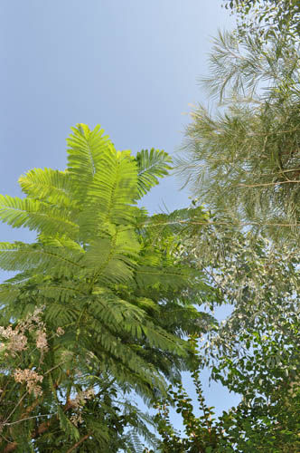 jac1003_ms