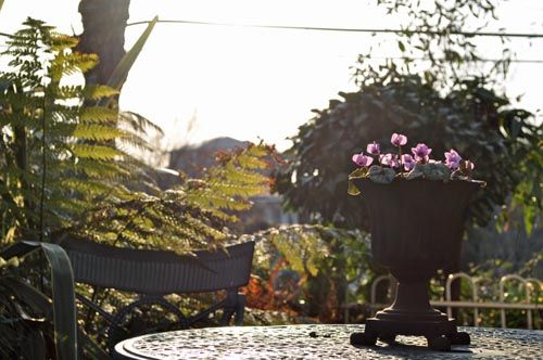 garden313_ms