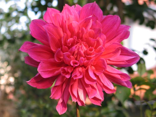 dahlia1004