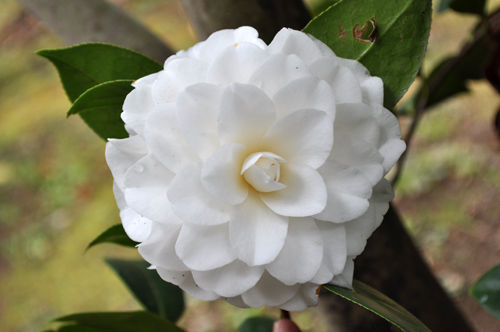 白菊328_ms