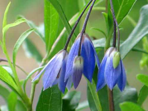 ２００７年総集編 オーストラリアの花 Alex S Garden Party