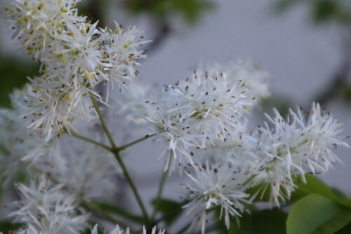 伝統のアオダモの美しい季節 : Alex's Garden Party♪