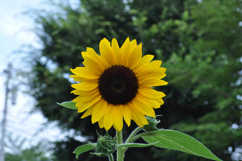 夏の花（15）ひまわり : Alex's Garden Party♪