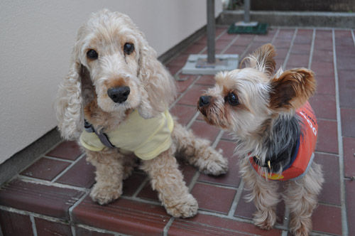 dogs506_ms