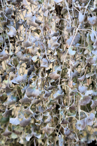 Dichondra209ma