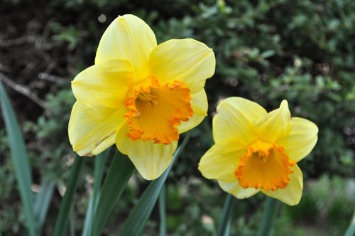 7つの水仙♪ : Alex's Garden Party♪