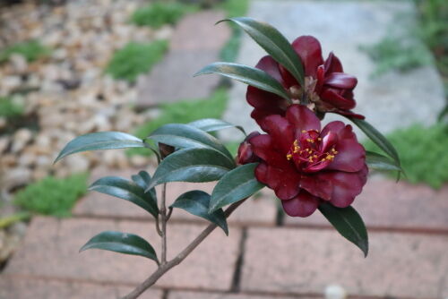 黒椿 ナイトライダー Alex S Garden Party