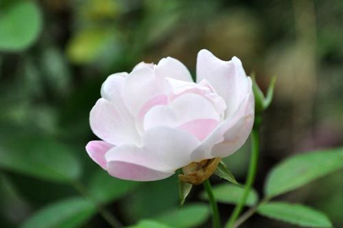 rose1025_ms
