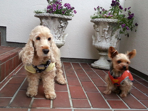 dogs504_ms