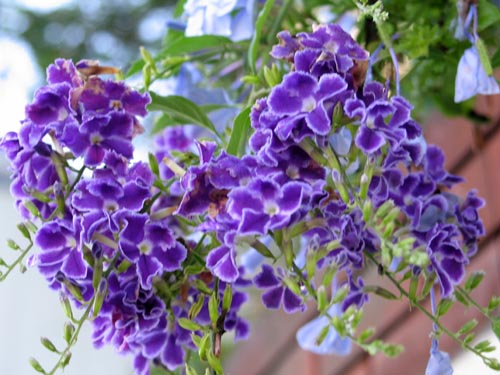 duranta829