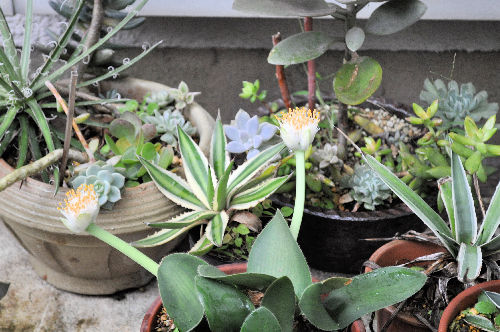 ハエマンサス　#33 マユハケオモト | Haemanthus albiflors | かぎけん花図鑑