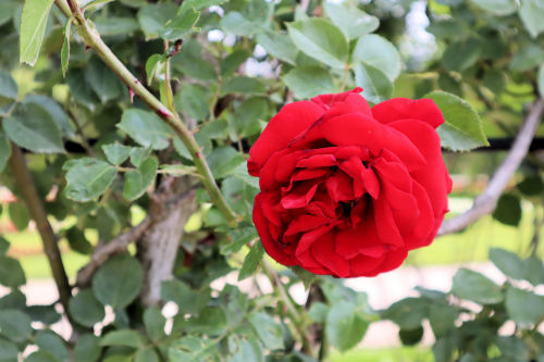 rose619cms