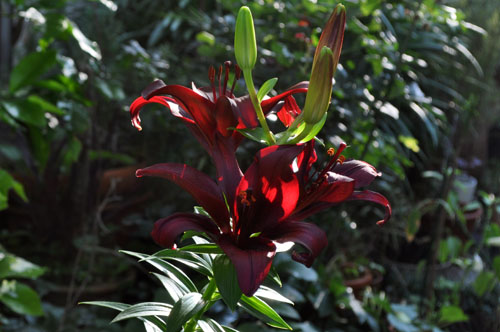 lily604b_ms