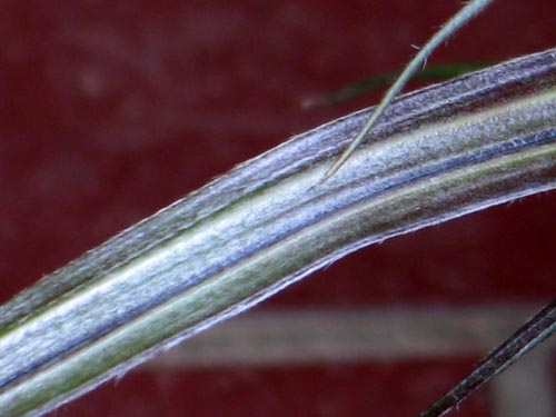 astelia614d