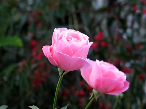 バラ苗 鉢植え6寸 2025 ウィズレー2008 Wisley2008 国産ノイバラ