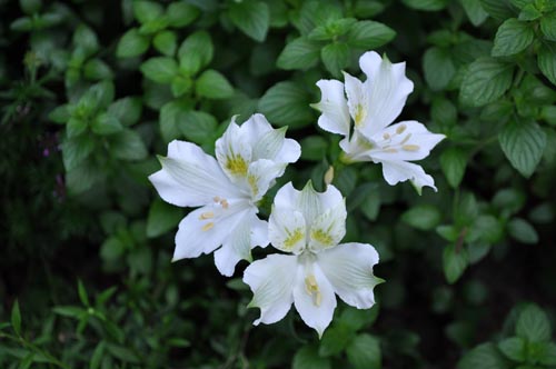 (Alstroemeria610_ms