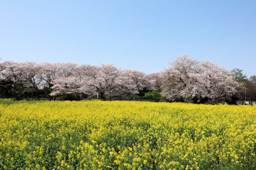 菜の花ページ 71P8aIeBZvL._UF350,350_QL50_.jpg