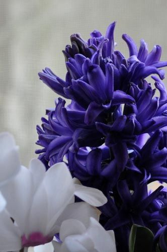 風信子さん Alex S Garden Party