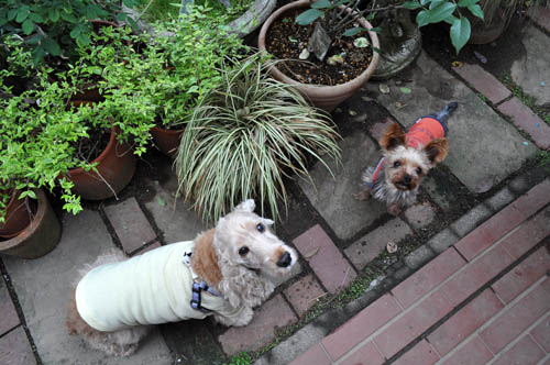 dogs514_ms